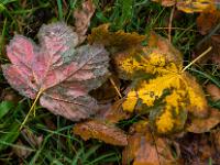 Farbige Ahornblätter im Gras